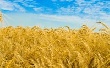 Производительность семейных ферм Белгородской области за год увеличилась на 60%