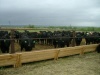 Малые фермы Ленинградской области займутся мясным скотоводством