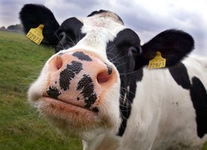 В Рязанской области введена II очередь животноводческой фермы на 600 коров