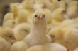 Пробиотики способствуют росту птицы и обеспечивают нормальные производственные показатели 
