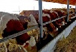 Отечественной продукции нужен свой агент