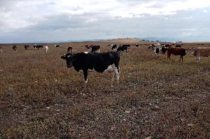В Забайкалье фермеры не хотят заниматься развитием молочного направления в животноводстве