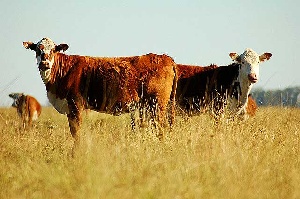 ЗСК поручило кубанскому минсельхозу поддержать животноводство