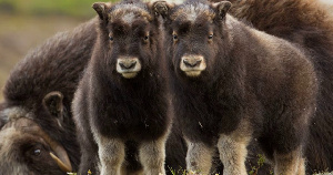 В этнодеревню, созданную на Таймыре, доставили 10 телят овцебыка с Ямала