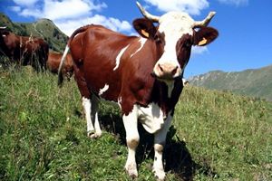 Опасный диагноз у скота в селах Приамурья не подтвердился
