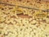 Ведущие птицеводы страны собрались в Омской области