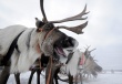 Рынок мяса на Ямале преодолел кризис, возникший из-за массовой гибели оленей