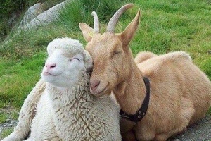 В Дагестане рассмотрели проблемы племенного животноводства