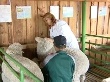 Выставка племенных овец и коз завершилась
