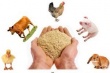 IFIF и FAO объединят усилия для стабильности комбикормовой промышленности