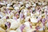 Удмуртия изучит литовский опыт выращивания индюков