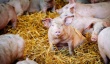 Фермеры Ленобласти: перепрофилирование свиноводства не удалось