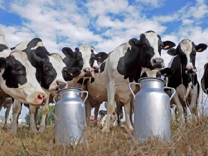 Минсельхоз: России нужно купить миллион коров