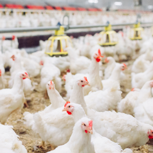 На «Элинар-Бройлер» будут выращивать кур продуктивных мясных пород
