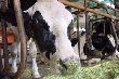 В Свердловской области продолжает сокращаться поголовье скота