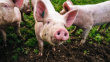 Вологодская область: Объем господдержки свиноводческих предприятий увеличат в 4 раза Вологодская область: Объем господдержки свиноводческих предприятий увеличат в 4 раза