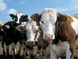 Омским животноводам поставили задачу увеличить поголовье крупного рогатого скота