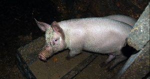 Ущерб от вспышки АЧС в Ставропольском крае оценивается в 200 млн рублей