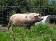 Активный экспорт РФ мяса птицы и свинины может начаться после 2017 года – эксперт