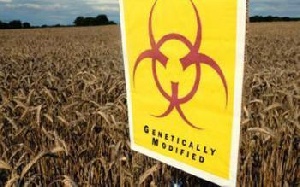 В супермаркетах Германии идет трансгенная война