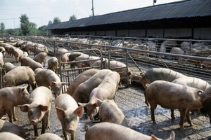 ИМИТ: в Бразилии и России в июле значительно выросли цены на живых свиней 