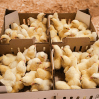 Первая партия цыплят «прилетела» на новую птицефабрику «Сибагро»