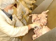 В Волгограде из-за чумы свиней дорожает куриное мясо