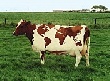 Поголовье крупного рогатого скота сократилось на 3% в Краснодарском крае