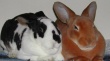Пензенские животноводы изучат хитрости разведения кроликов