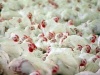 Животноводы РТ подводят итоги работы за 8 месяцев года