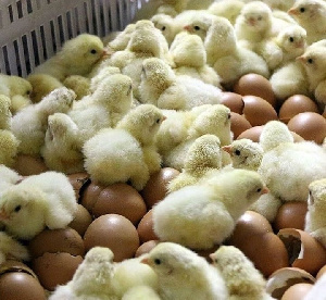 Якутская птицефабрика получит статус племенного хозяйства