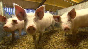 На севере Вьетнама началось строительство крупной свинофермы