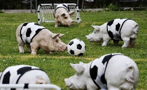 Евросоюз требует дать свиньям игрушки