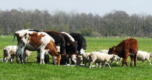 На исходе октября Удмуртстат зафиксировал сокращение поголовья крупного рогатого скота