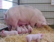 Минсельхоз Польши обещает фермерам компенсировать отказ от разведения свиней в период карантина по АЧС