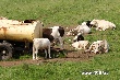 На развитие мясного скотоводства в Калининградской области направят 2,14 млрд. рублей