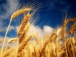 Фермеры США пасут скотину на полях с пшеницей
