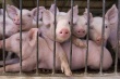 Беларусь: за содержание свиней сельчанам грозит уголовная ответственность