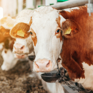 В 2022 году поголовье специализированного мясного скота в Крыму выросло в 2,3 раза по сравнению с прошлым годом
