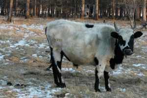  Минсельхоз планирует довести популяцию якутских коров с 600 голов до тысячи 