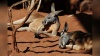 Австралийцы уверены, что Россия соскучилась по кенгурятине