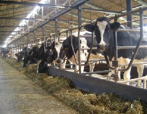 Забайкальцам заплатят по 30 рублей за 1 кг мяса вынужденно забитого скота