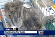 Жители Лос-Анджелеса пожаловались на продающий мясо енотов магазин