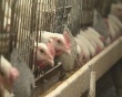  В Хакасии птицефабрика нарушает ветеринарное законодательство