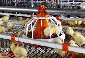 На «Зеленой недели-2015» подписано соглашение о поставках птицеводческого оборудования на общую сумму 413 тысяч евро