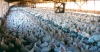 Три птицефабрики Кировской области уже лишились всего поголовья