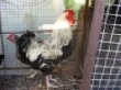 Племенная птица Племенная птица