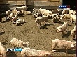 Рязанская область: Карантин введён, но вакцины пока нет Рязанская область: Карантин введён, но вакцины пока нет