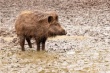 На границе с Мордовией нашли трупы зараженных АЧС диких кабанов