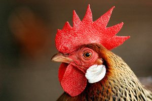  Новосибирский «32 зернопродукт» банкротит Шушенскую птицефабрику